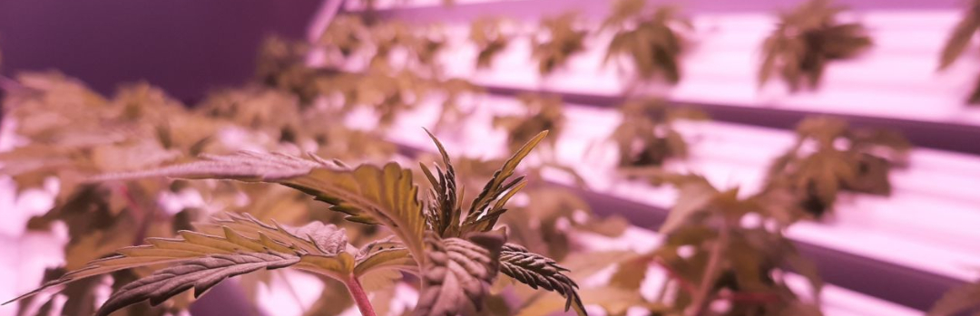 Photo of rotational hydroponic garden system of Roto-Gro Inc. Photo of rotational hydroponic garden system of Roto-Gro Inc.